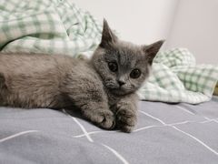 -lincat·猫舍(广州店)