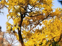 -青岛崂山太清宫