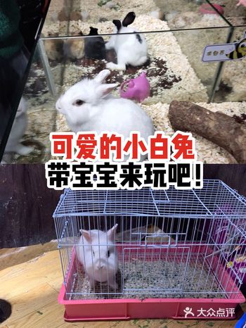 可爱的小白兔，带宝宝来玩吧！