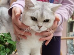 -猫咪派对(江南西店)