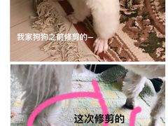 -喵汪宠物生活馆(涞坊路店)