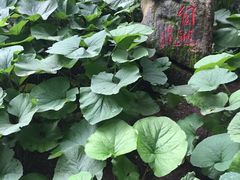 -洛阳白云山景区