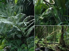 -深圳仙湖植物园