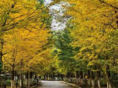 -长白岛森林公园