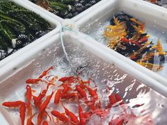 -青石桥花鸟鱼虫市场(叠翠城店)