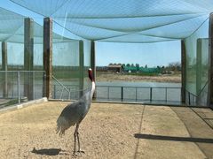 -盐城丹顶鹤湿地生态旅游区