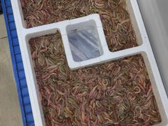 -森哥美食海鲜火锅(侨光路店)