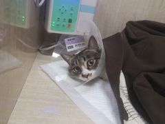 -北京观赏动物医院·24小时大型综合·猫专科·异宠专科
