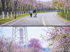 -广东花都湖国家湿地公园