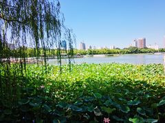 -莲花池公园