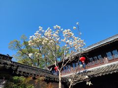 -上海醉白池公园