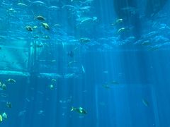-海棠湾洲际-涛·海底餐厅·美人鱼·自助餐·海底隧道