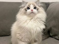 -猫十亿·布偶金渐层·曼基康矮脚猫舍(青年路店)