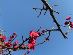 -无锡梅园公园
