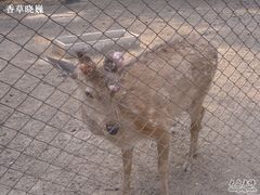 -北京麋鹿生态实验中心