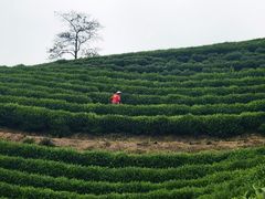 -龙坞茶村