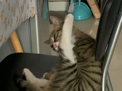 -伟伟宠物医院·瑞派猫友好医院·猫科(光谷店)
