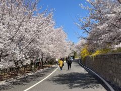 -樱花山风景区