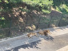 -大连森林动物园