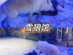 -海合安成都极地海洋公园