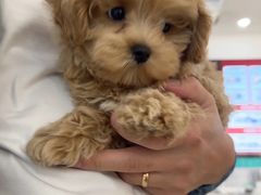 -翊宠yipet猫狗购宠庄园犬舍•猫舍