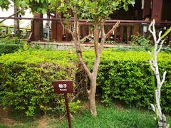 -亚龙湾红树林度假酒店-韩轩韩餐厅