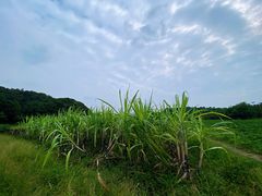 -八卦田遗址公园