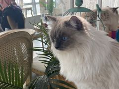 -共舞时光猫咖·狗咖(新街口店)