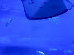 -重庆欢乐海底世界