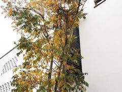 -东梓关景区村庄