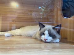 -喵百万·布偶·蓝金金渐层英短·猫舍(百子湾店)