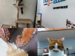 -纳吉亚猫专科动物诊疗中心(蒋宅口分院)