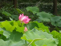 -陈家山荷花公园