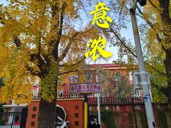 -三里屯东五街银杏大道