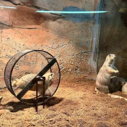 -Zoolung Zoolung动物主题公园(海信广场店)