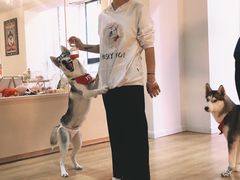 -Husky Go! 哈士奇体验馆·宠物咖啡厅狗咖