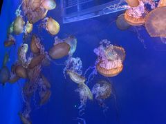 -海合安武汉极地海洋公园