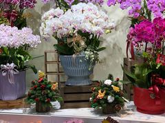 -溪岸路花鸟市场