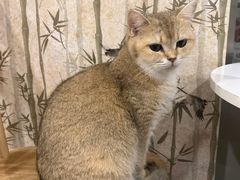 -楼上猫咖(罗湖店)