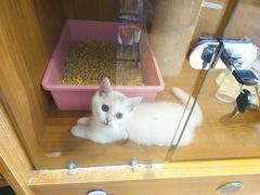 -Pets First伊珊娜洗护·精致美容·家庭式寄养(新会路店)
