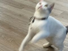 -柴迷FANS CLUB·柴犬狗咖·猫咖