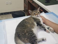 -美联众合动物医院·24h转诊中心