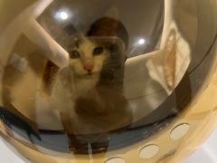 -萌兽医馆·犬猫专科·眼科中心·宠物医院(朝阳门分院)