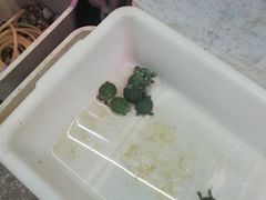 -双季花艺园艺市场(浦东店)