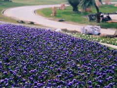 -南通洲际绿博园