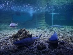 -秦皇岛乐岛海洋王国