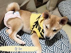 -逗柴咖啡屋·狗咖猫咖宠物桌游