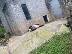 -都江堰中华大熊猫苑