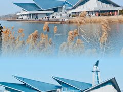 -盐城丹顶鹤湿地生态旅游区