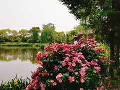 -鹅湖玫瑰文化园